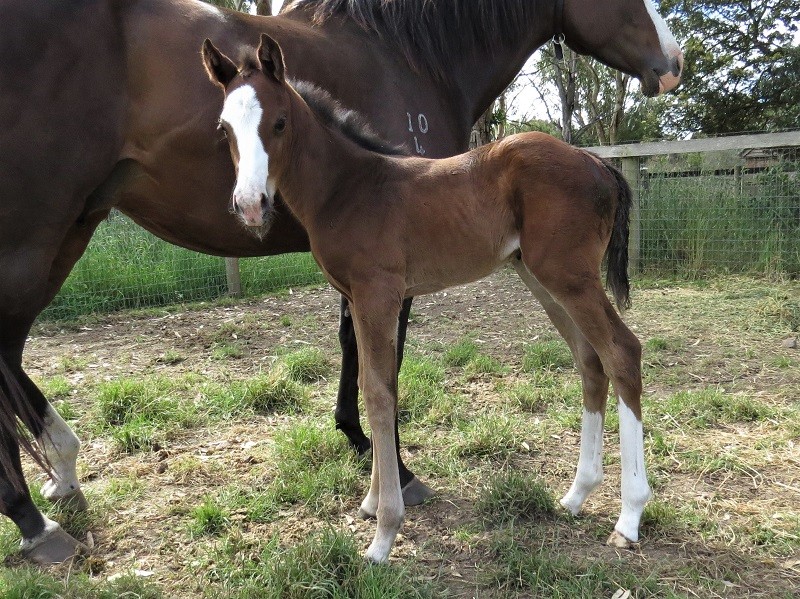 069 Dream Of Glory x Toronado bf 8-11 5d